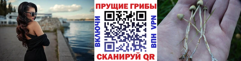 дарнет шоп  Звенигово  Галлюциногенные грибы Psilocybe 